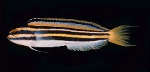 Image of Meiacanthus lineatus (Lined fangblenny)