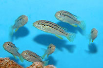Image of Melanochromis dialeptos 