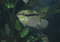 Image of Mesonauta mirificus 