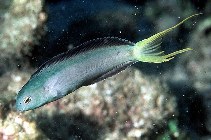 Image of Meiacanthus mossambicus (Mozambique fangblenny)