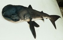 Image of Megachasma pelagios (Megamouth shark)