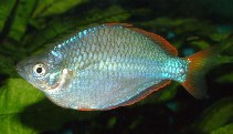 Image of Melanotaenia praecox (Dwarf rainbowfish)