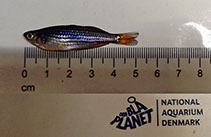 Image of Melanotaenia sahulensis (Sahul rainbowfish)