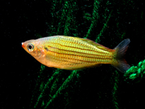Image of Melanotaenia sexlineata (Fly River rainbowfish)