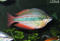 Image of Melanotaenia trifasciata (Banded rainbowfish)