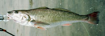 Image of Menticirrhus undulatus (California kingcroaker)