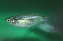 Image of Melanotaenia utcheensis (Utchee rainbowfish)