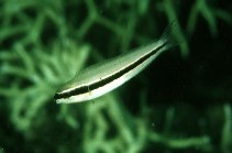 Image of Meiacanthus vittatus (One-striped fangblenny)
