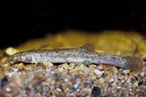 Image of Misgurnus anguillicaudatus (Pond loach)