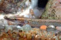 Image of Microphis argulus (Flat-nosed pipepfish)