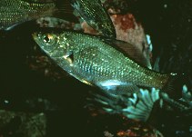 Image of Micrometrus aurora (Reef perch)