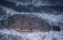 Image of Microchirus azevia 