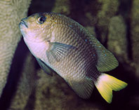 Image of Microspathodon chrysurus (Yellowtail damselfish)