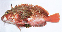 Image of Minous coccineus (Onestick stingfish)