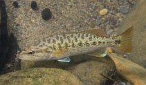 Image of Micropterus coosae (Redeye bass)