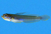 Image of Microgobius crocatus 