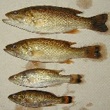Image of Micropterus dolomieu (Smallmouth bass)