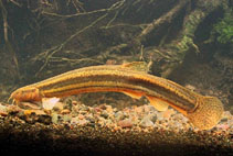 Image of Misgurnus fossilis (Weatherfish)
