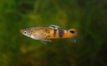Image of Micropoecilia picta (Swamp guppies)