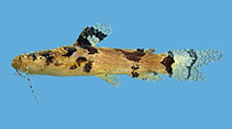 Image of Microglanis poecilus (Dwarf marbled catfish)