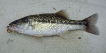 Image of Micropterus punctulatus (Spotted bass)
