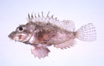 Image of Minous pusillus (Dwarf stingfish)