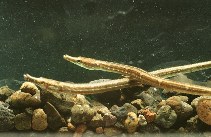 Image of Microphis retzii (Ragged-tail pipefish)