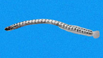 Image of Microdesmus retropinnis (Rearfin wormfish)