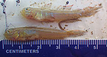 Image of Microgobius thalassinus (Green goby)