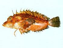 Image of Minous versicolor (Plumstriped stingfish)