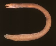 Image of Monopenchelys acuta (Redface moray)