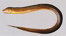 Image of Monopterus albus (Asian swamp eel)