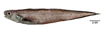 Image of Monomitopus americanus 