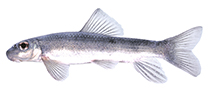 Image of Moxostoma ariommum (Bigeye jumprock)