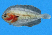 Image of Monolene asaedae (Asaedae flounder)