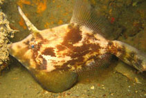Image of Monacanthus chinensis (Fan-bellied leatherjacket)