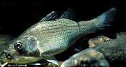 Image of Morone chrysops (White bass)