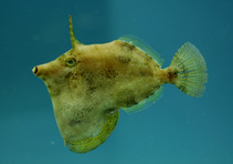 Image of Monacanthus ciliatus (Fringed filefish)
