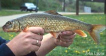 Image of Moxostoma duquesnei (Black redhorse)