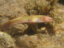 Image of Moringua edwardsi (Spaghetti eel)