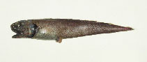 Image of Monomitopus kumae 