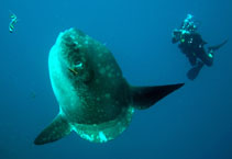 Image of Mola mola (Ocean sunfish)