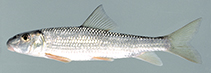 Image of Moxostoma pappillosum (V-lip redhorse)