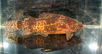 Image of Mochokiella paynei 