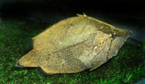 Image of Monocirrhus polyacanthus (Amazon leaffish)