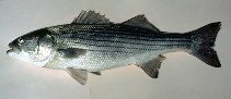Image of Morone saxatilis (Striped bass)
