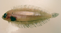 Image of Monolene sessilicauda (Deepwater flounder)
