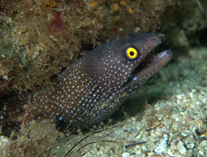 Image of Muraena argus (Argus moray)