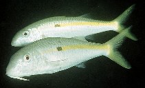 Image of Mulloidichthys flavolineatus (Yellowstripe goatfish)