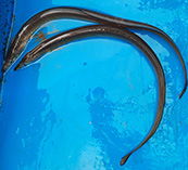 Image of Muraenichthys gymnopterus 